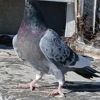 کبوتر|پرنده|شیراز, گویم|دیوار