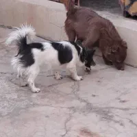 سگ نر و ماده|سگ|مسجد سلیمان, |دیوار