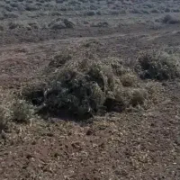 فروش علف بادام