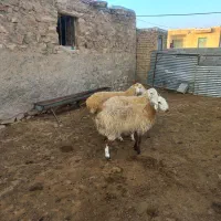 ۳راس میش تازه سینه کرده