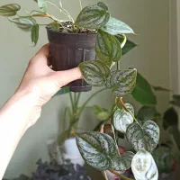 گل‌های آپارتمانی