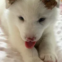 سامویید دوماهه