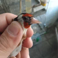 سره خلخال.سیمرغ|پرنده|ساوه, |دیوار