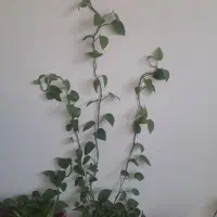 گل و گادان دوعدد|گل و گیاه طبیعی|فلاورجان, |دیوار