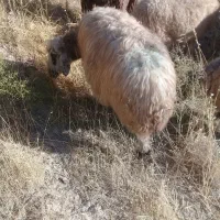 گوسفند خشک هی وه ورن