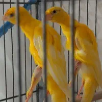 قناری  یک جفت جیبر یکسر