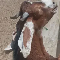 چپشت|حیوانات مزرعه|بافت, |دیوار