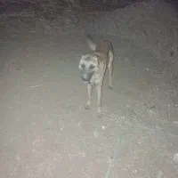 فروش سگ نگهبان گرگی|سگ|اسدآباد, |دیوار