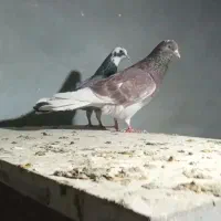 کفتر مایه بعدظهری یجایی|پرنده|قرچک, شهرک گلها|دیوار