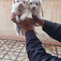 پاور عروسکی