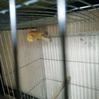 5تاقناری نر ودوتاماده درممسنی