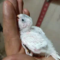 سه عدد مرغ عشق سرلاکی|پرنده|میاندوآب, |دیوار