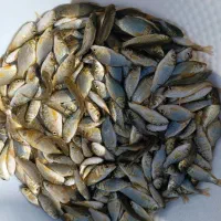 کپور سربال قرمز نژاد وارداتی با کیفیت