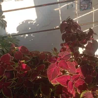 گل طبعیی|گل و گیاه طبیعی|اهر, |دیوار