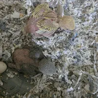 جوجه برزیلی 20روزه، مقطوع،معاوضه خیر