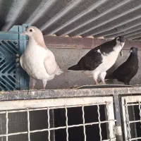 ۳ تا جوجه رنگی نر