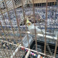 فروش عروس با قفس|پرنده|قم, شهرک امام حسن|دیوار