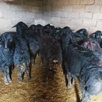 شیشک قره قزل گوسفند میش قوچ قزل افشار