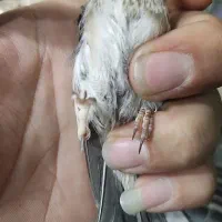 6 عدد سهره|پرنده|تهران, مینای شمالی (مخبر)|دیوار