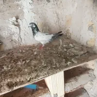 کفتر نر