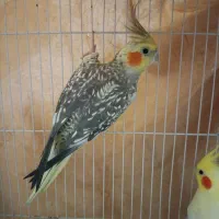 عروس هلندی سالم