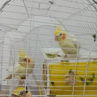 عروس هلندی نر و ماده