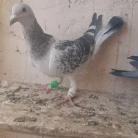 رنگه|پرنده|تربت‌حیدریه, ۴۵ متری|دیوار