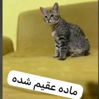 واگذاری گربه