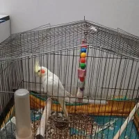 پرنده فروشی