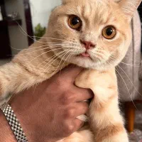 گربه،نژاد اسکاتیش بریتیش نر عقیم شده