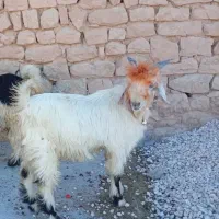 فروش بیگ تخمی|حیوانات مزرعه|ایذه, |دیوار