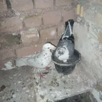 پرشی و جفتگاه|پرنده|چناران, |دیوار