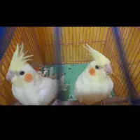 یک جفت عروس هلندی