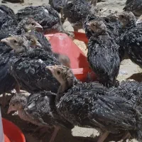 جوجه بوقلمون برنز