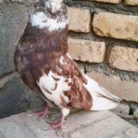 جفت آپاچی نقابی زیبا|پرنده|ماهیدشت, |دیوار