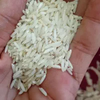 برنج هاشمی استانه سورت شده.بشرط پخت