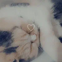 گربه پرشین اگزاتیک|گربه|مشهد, الهیه|دیوار