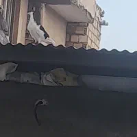 کبوتر چادری