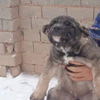 ماده سرابی|سگ|هشترود, |دیوار