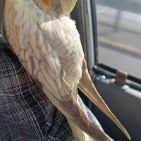 عروس هلندی دستی ( ماده )|پرنده|تایباد, |دیوار