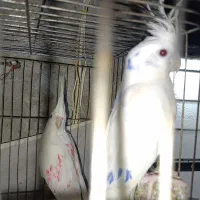 فروش عروس هلندی