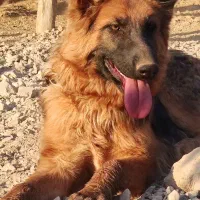 ژرمن اصیل و باتربیت|سگ|سیسخت, |دیوار