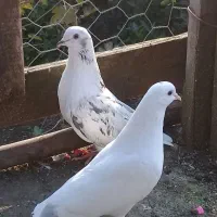 کبوتر پروازی|پرنده|رشت, گیل|دیوار