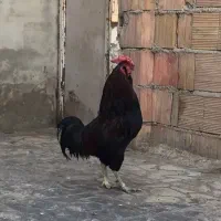 خروس