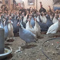 مرغ شاخدار و جوجه شاخدار