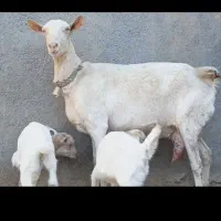 بزسانن زاییده جوان خلوص بالاچندقلوزا 3کیلوشیر