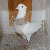 کبوتر طوقی،،سرور|پرنده|شهریار, شهرک بهاران (ویره)|دیوار