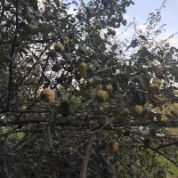 به و دانه به محلی تروتمیز|خوردنی و آشامیدنی|رشت, معلولین|دیوار