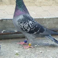 مسافتی گرفتنی|پرنده|مینودشت, |دیوار