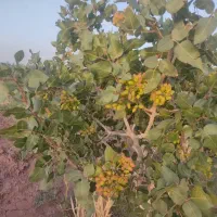 باغ-پسته